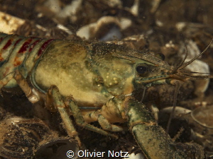 Orconectes limosus / a species of crayfish in the family ... by Olivier Notz 
